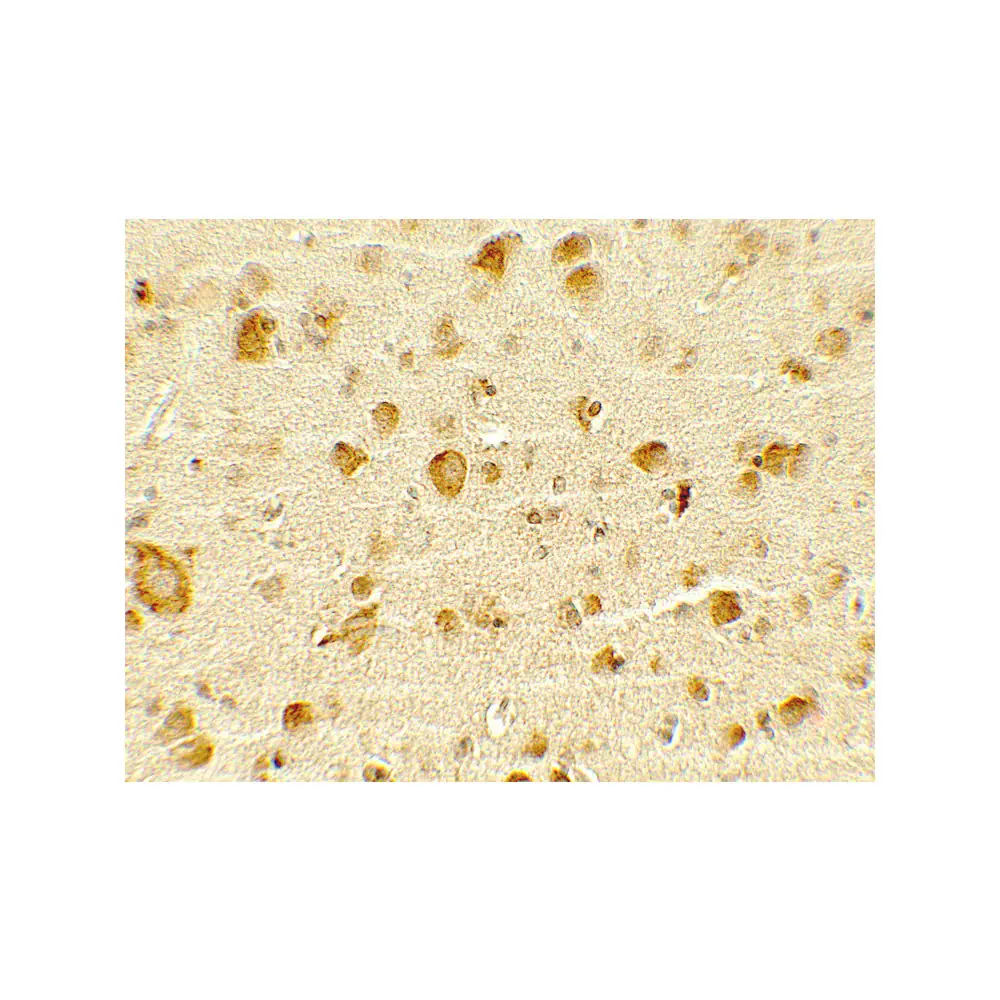 ProSci 7741 OLIG1 Antibody, ProSci, 0.1 mg/Unit Secondary Image