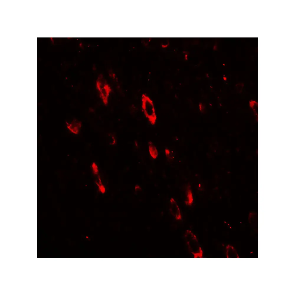 ProSci 7743 OLIG2 Antibody, ProSci, 0.1 mg/Unit Tertiary Image