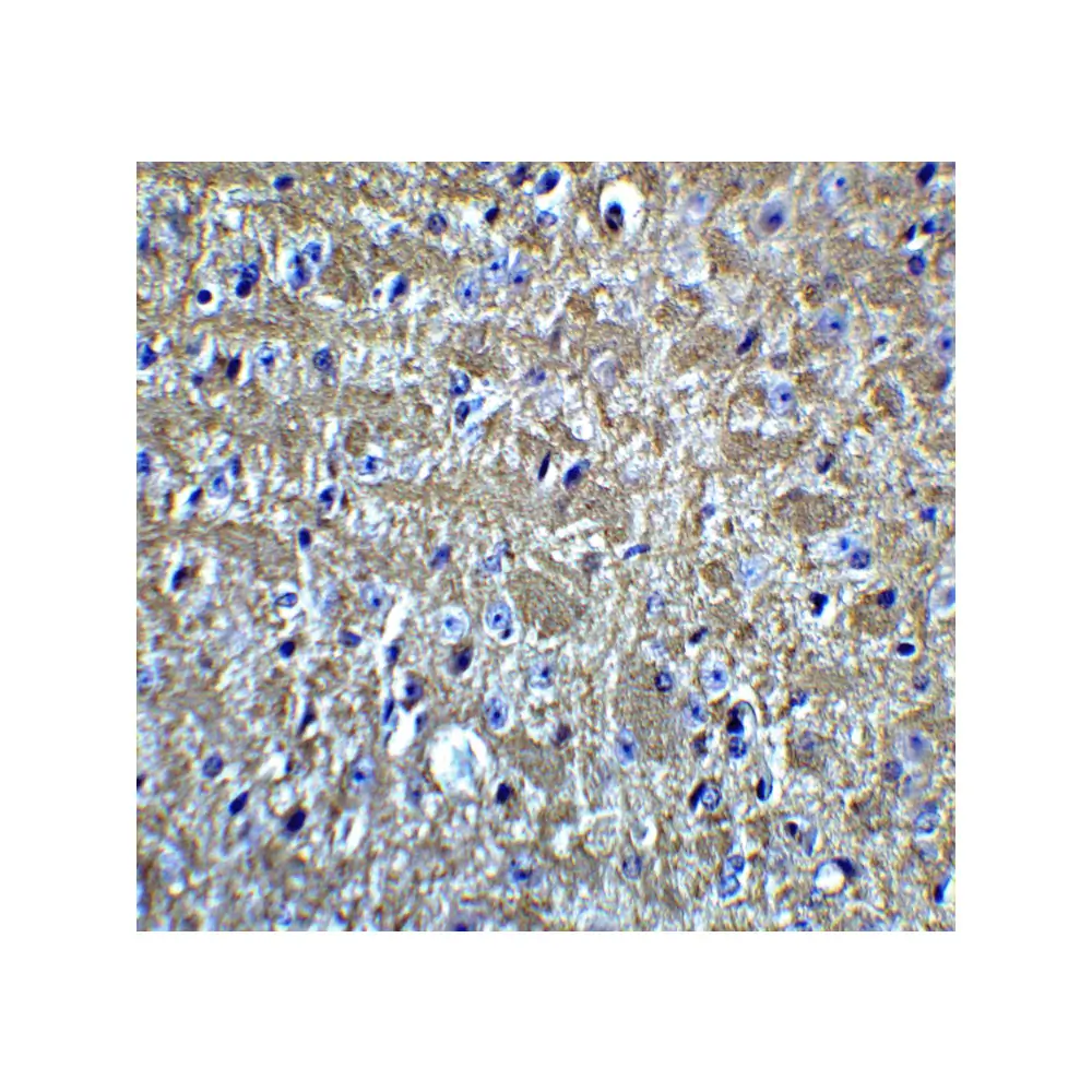 ProSci 7743 OLIG2 Antibody, ProSci, 0.1 mg/Unit Quaternary Image