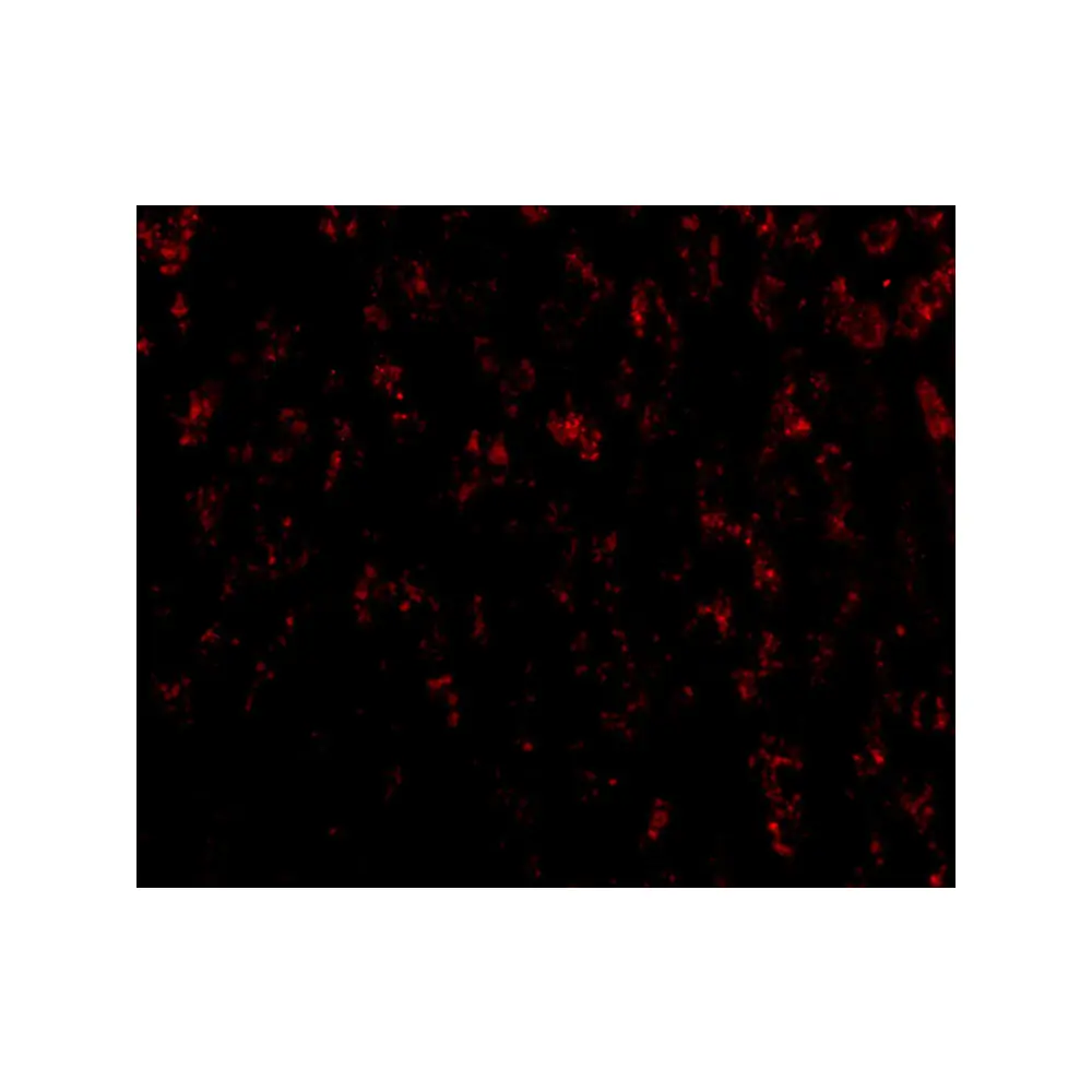 ProSci 3051 OMI Antibody, ProSci, 0.1 mg/Unit Tertiary Image