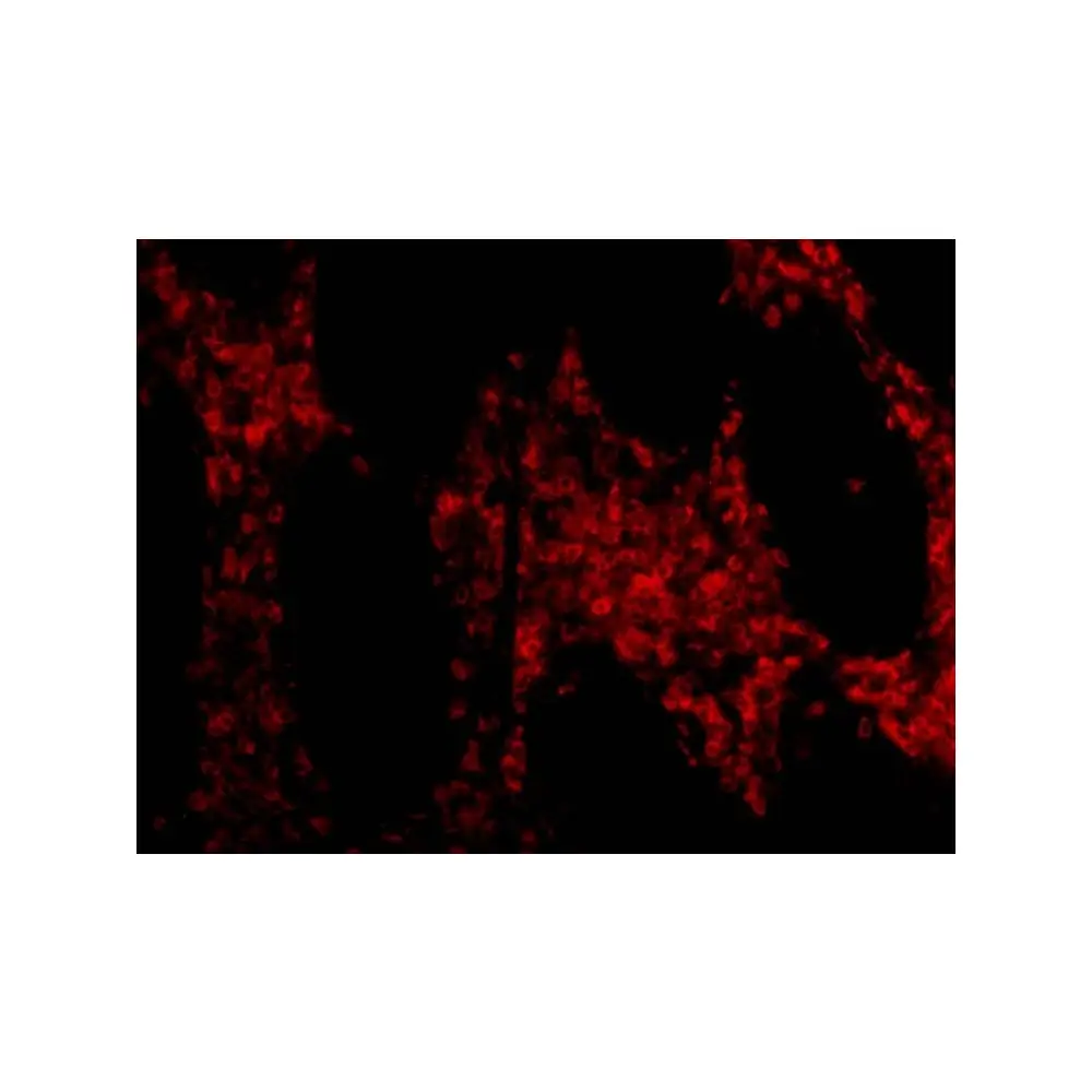 ProSci 3319_S OMI Antibody, ProSci, 0.02 mg/Unit Tertiary Image