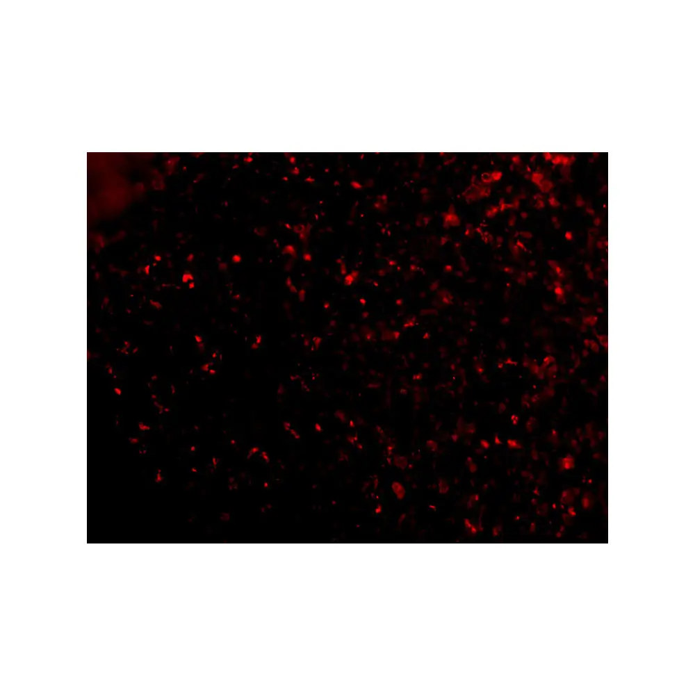 ProSci 4041_S ORAI1 Antibody, ProSci, 0.02 mg/Unit Tertiary Image