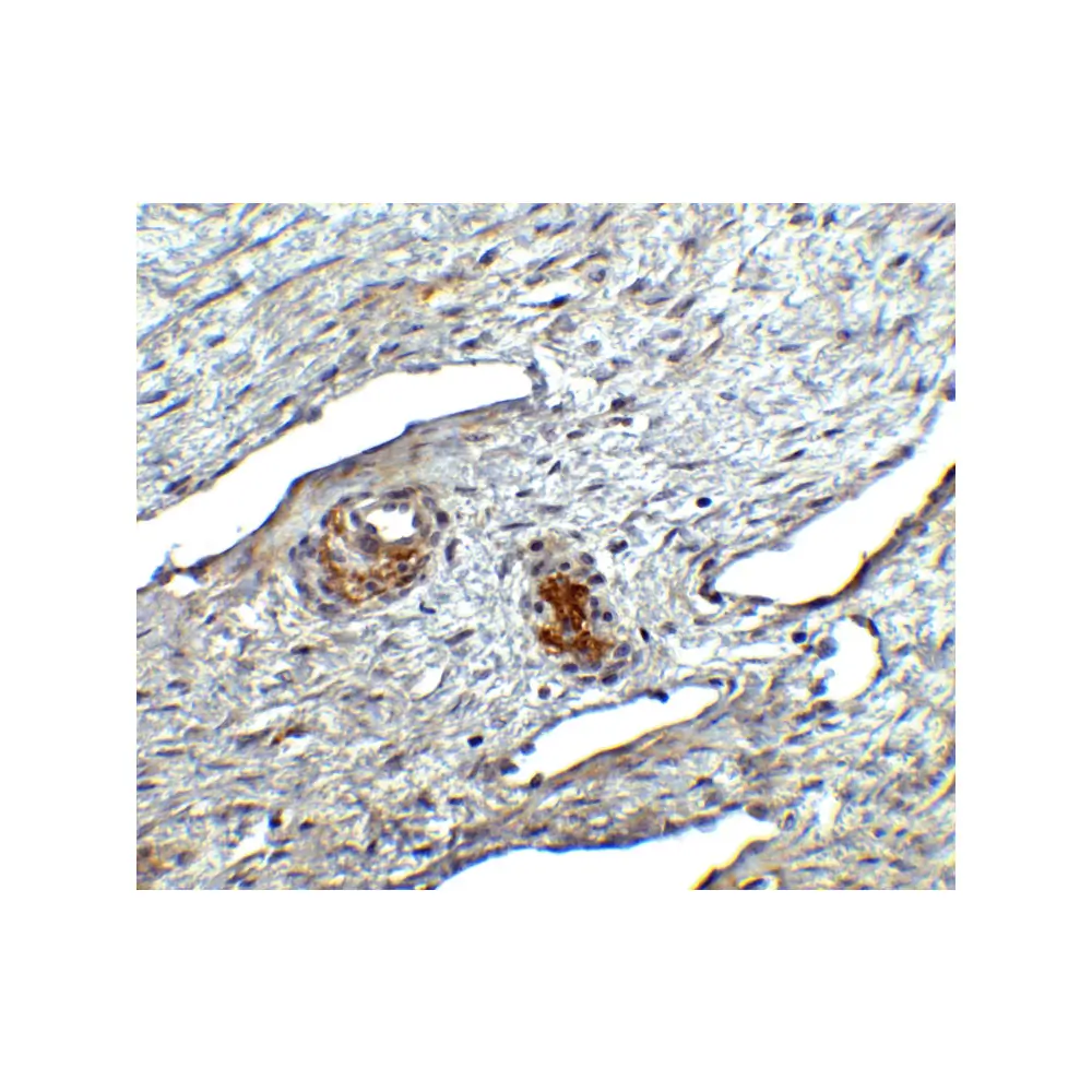 ProSci 4041_S ORAI1 Antibody, ProSci, 0.02 mg/Unit Secondary Image