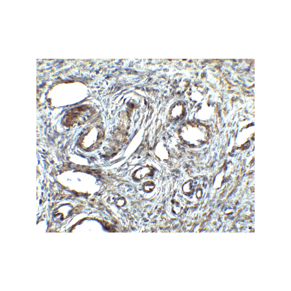 ProSci 4281_S ORAI1 Antibody, ProSci, 0.02 mg/Unit Secondary Image