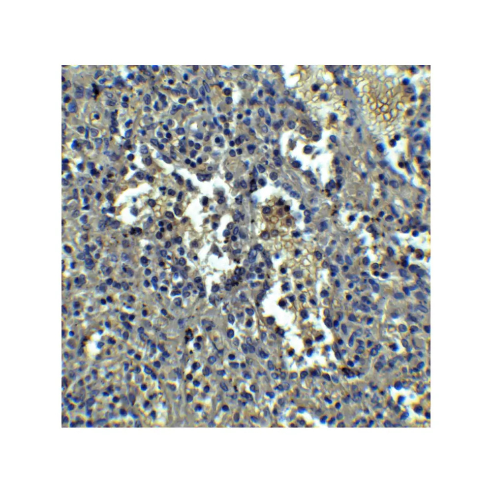 ProSci PM-5205_S ORAI1 Antibody [3F6H5] , ProSci, 0.02 mg/Unit Secondary Image