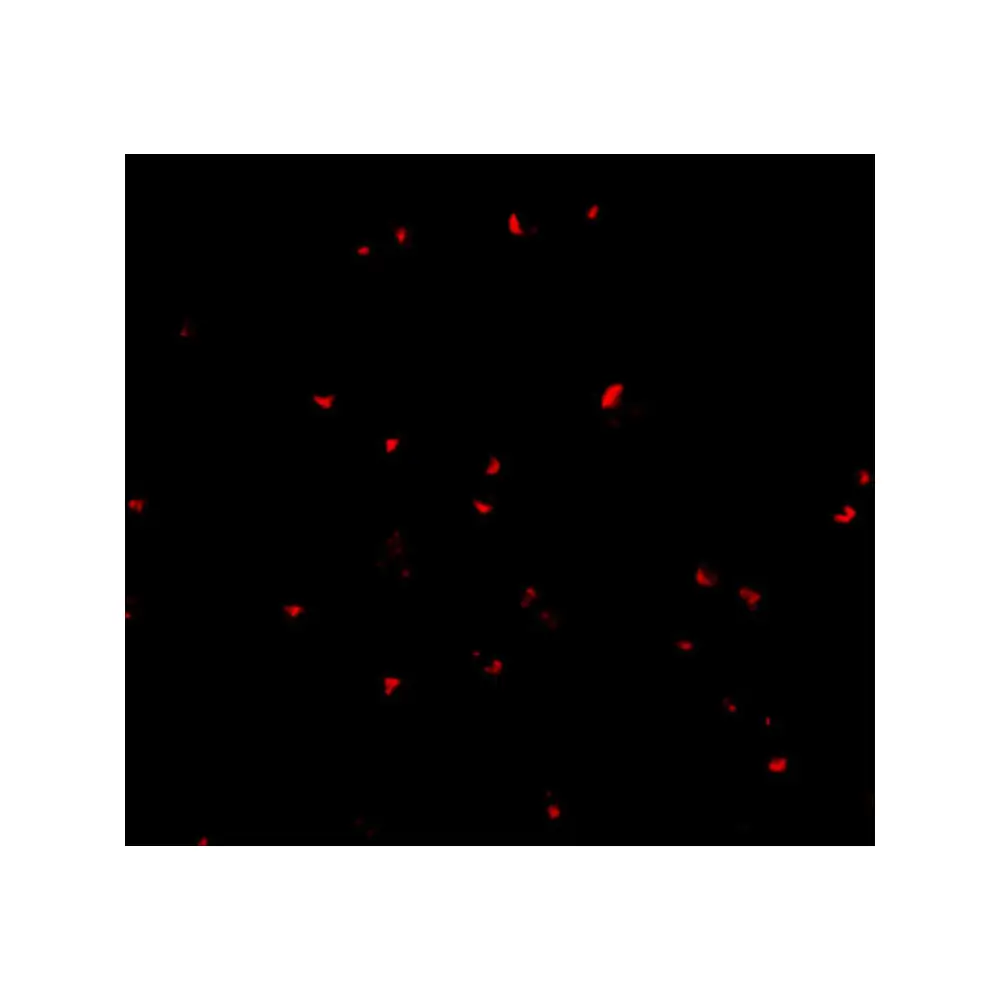 ProSci 4111 ORAI2 Antibody, ProSci, 0.1 mg/Unit Tertiary Image