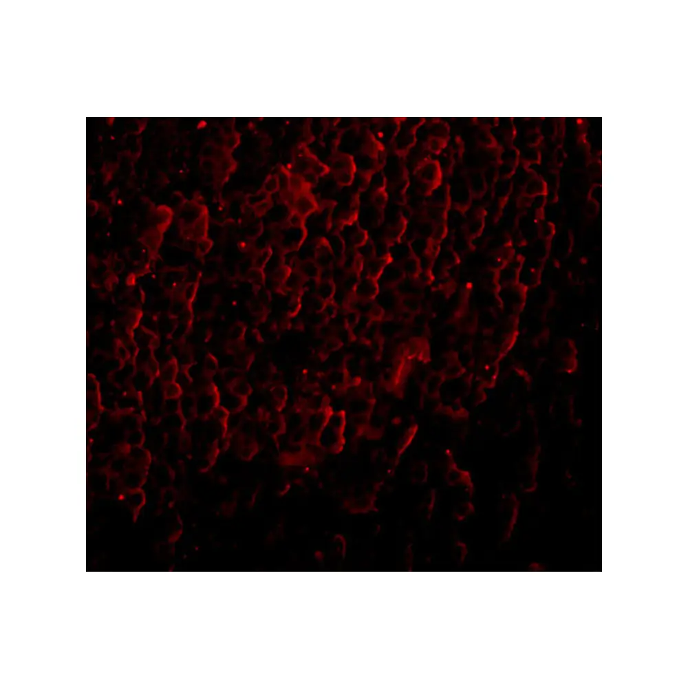 ProSci PM-4911_S ORAI3 Antibody [2H2G9] , ProSci, 0.02 mg/Unit Tertiary Image