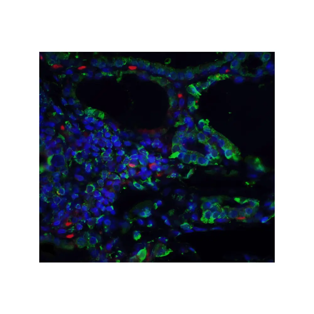 ProSci PM-4911_S ORAI3 Antibody [2H2G9] , ProSci, 0.02 mg/Unit Quaternary Image