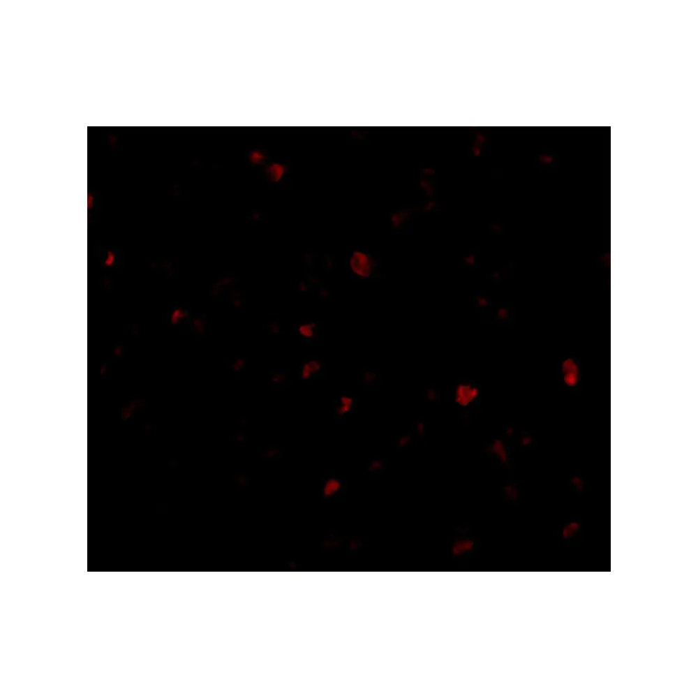 ProSci 4215 ORAI3 Antibody, ProSci, 0.1 mg/Unit Tertiary Image