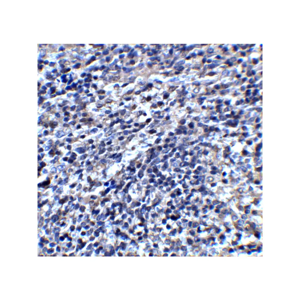 ProSci 4117_S ORAI3 Antibody, ProSci, 0.02 mg/Unit Tertiary Image