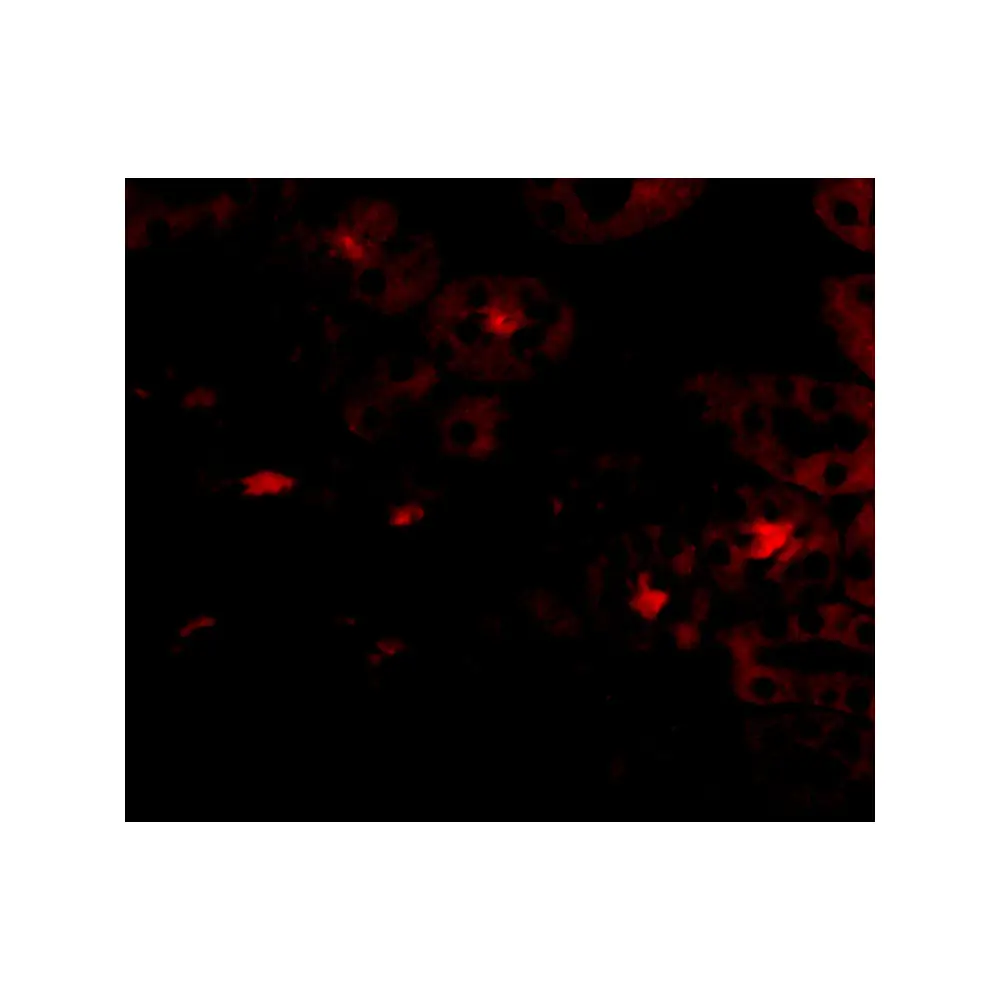 ProSci 4811_S OTUD5 Antibody, ProSci, 0.02 mg/Unit Tertiary Image