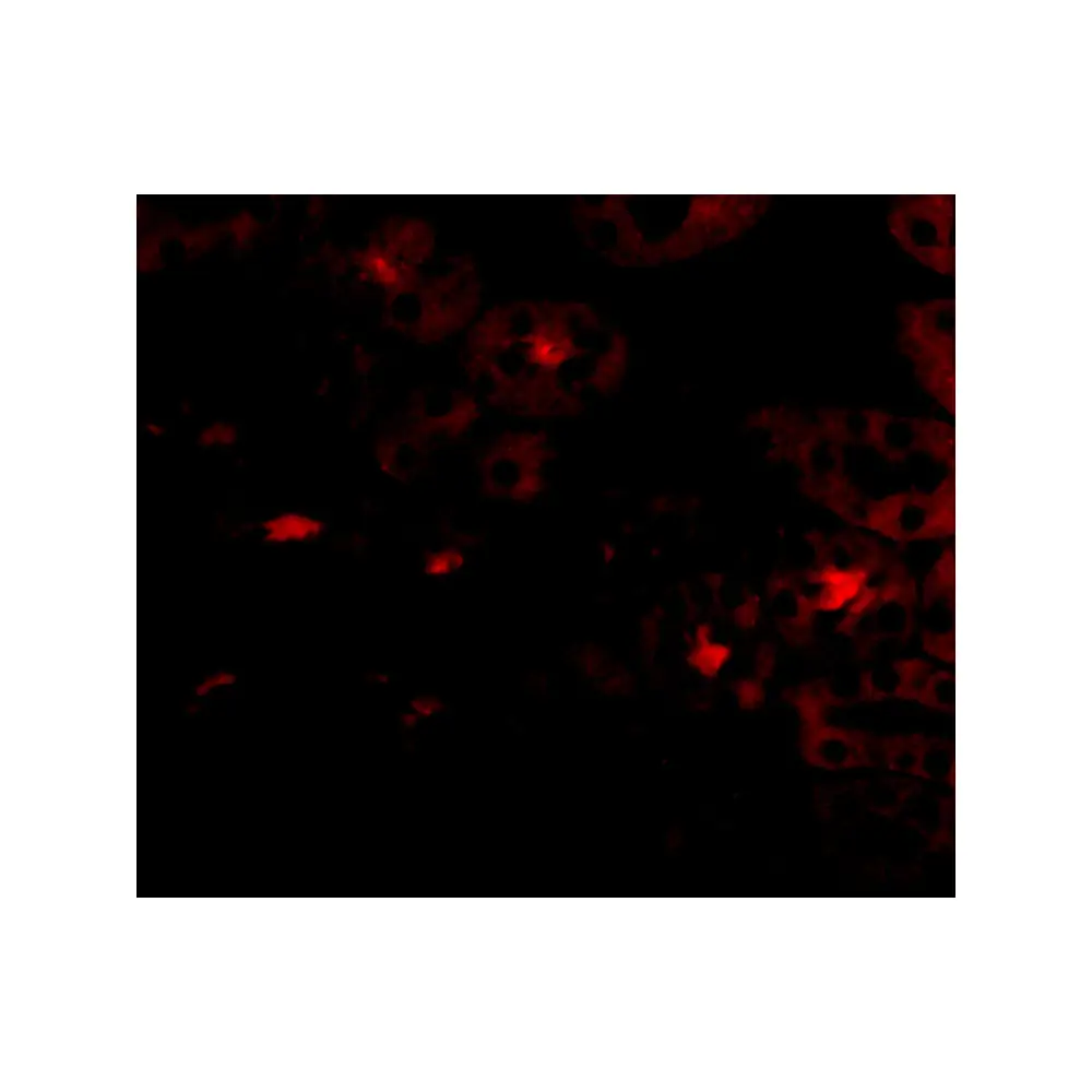 ProSci 4811 OTUD5 Antibody, ProSci, 0.1 mg/Unit Tertiary Image