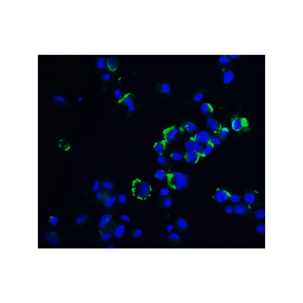 ProSci 4763_S OVGP1 Antibody, ProSci, 0.02 mg/Unit Quaternary Image