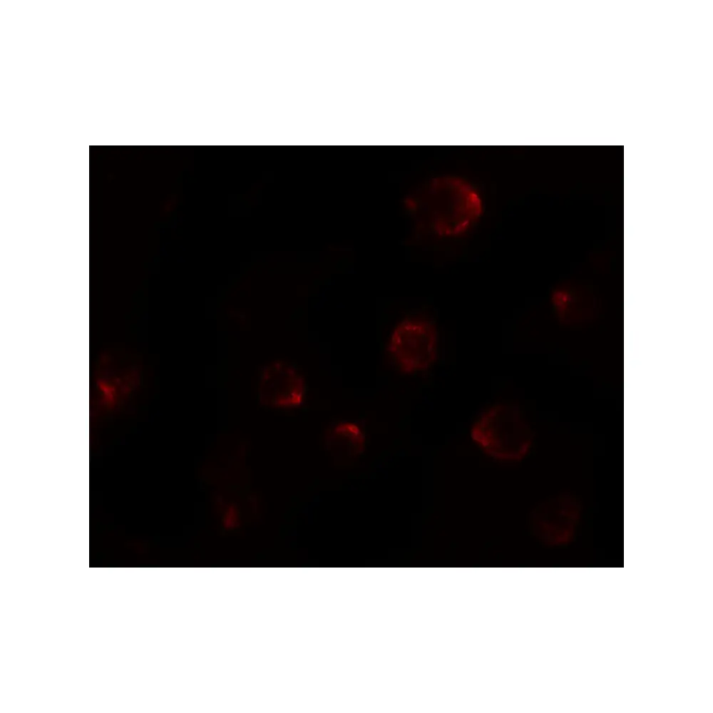 ProSci 8015 P2RX7 Antibody, ProSci, 0.1 mg/Unit Tertiary Image