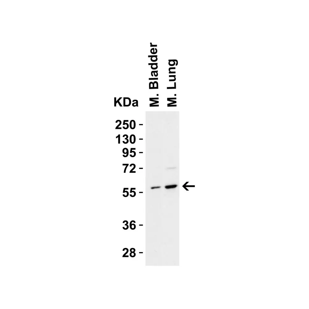 ProSci 3885_S PAK2 Antibody, ProSci, 0.02 mg/Unit Quaternary Image