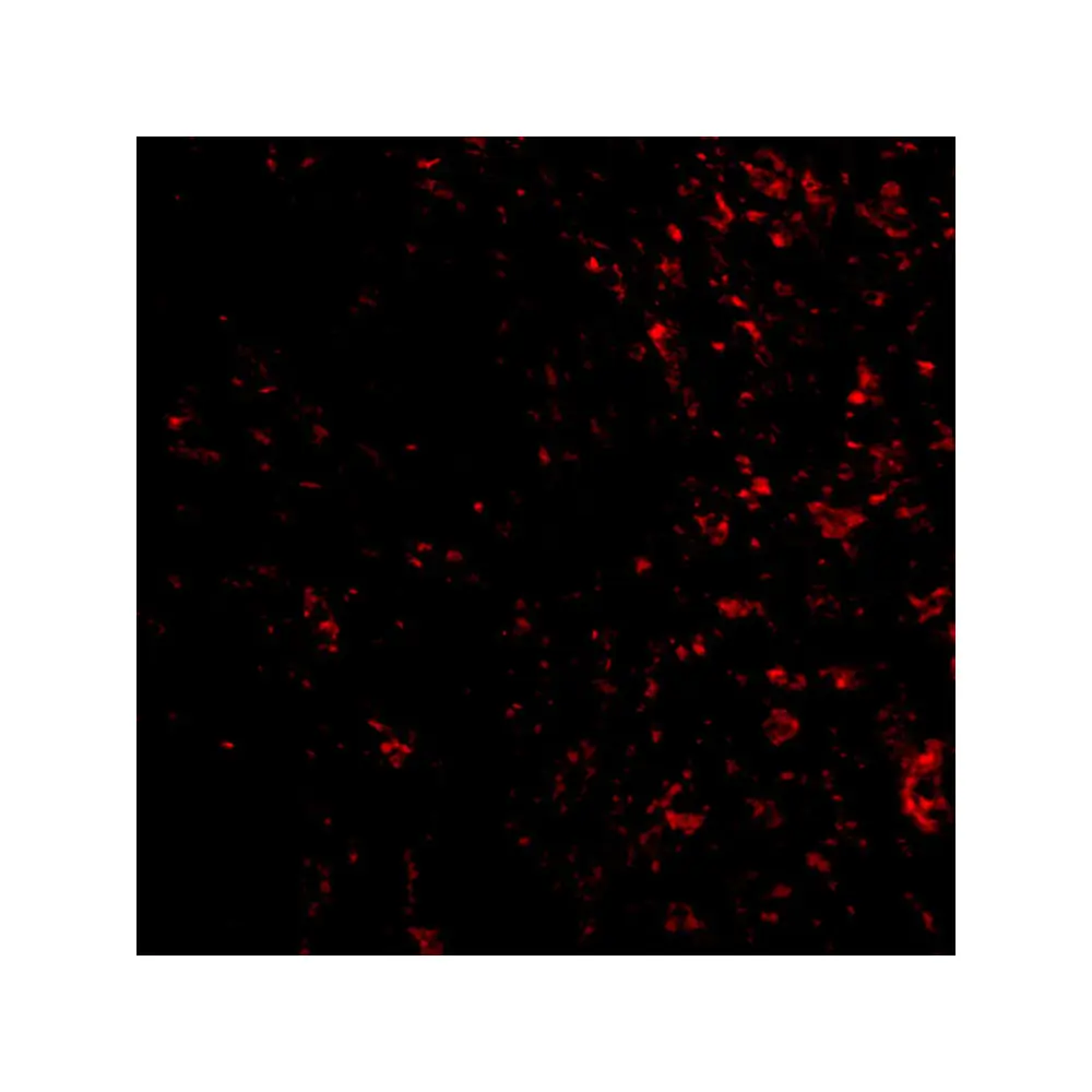 ProSci 3077 PAK4 Antibody, ProSci, 0.1 mg/Unit Tertiary Image