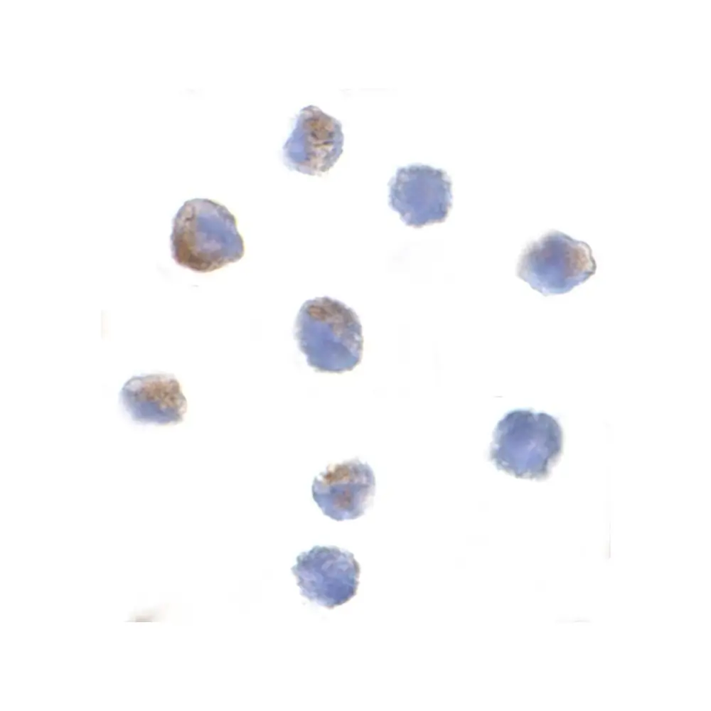 ProSci 3171 PARC Antibody, ProSci, 0.1 mg/Unit Secondary Image