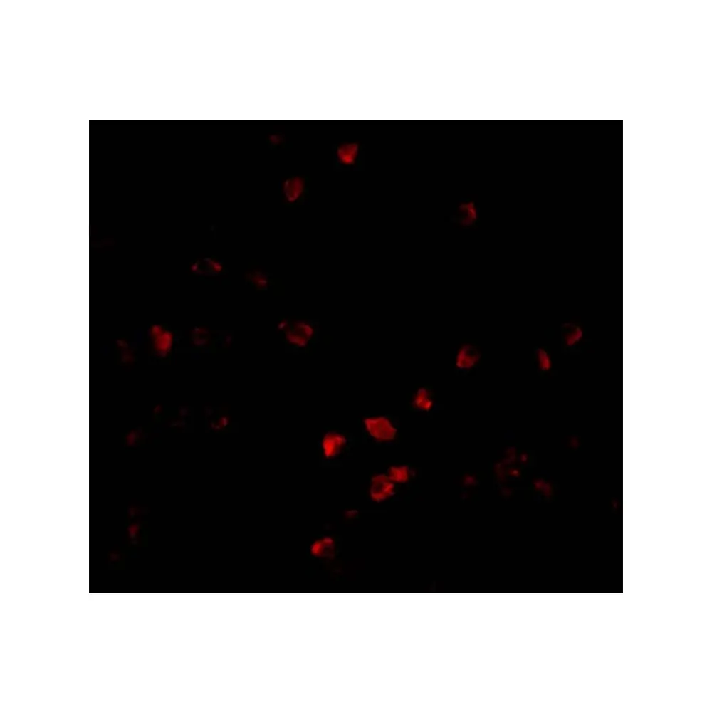 ProSci 3171 PARC Antibody, ProSci, 0.1 mg/Unit Tertiary Image