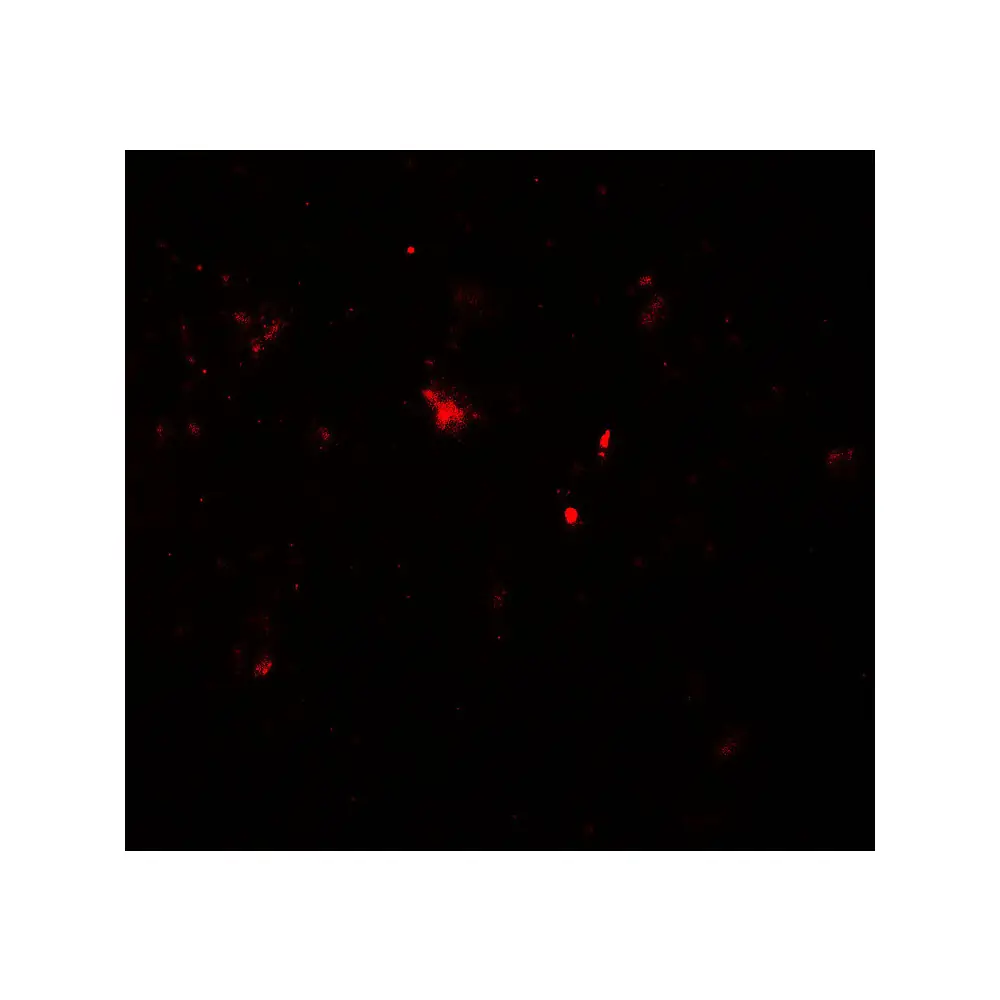 ProSci 7903_S PARK2 Antibody, ProSci, 0.02 mg/Unit Tertiary Image