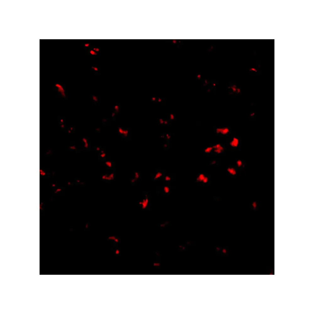 ProSci 4761 PARL Antibody, ProSci, 0.1 mg/Unit Tertiary Image