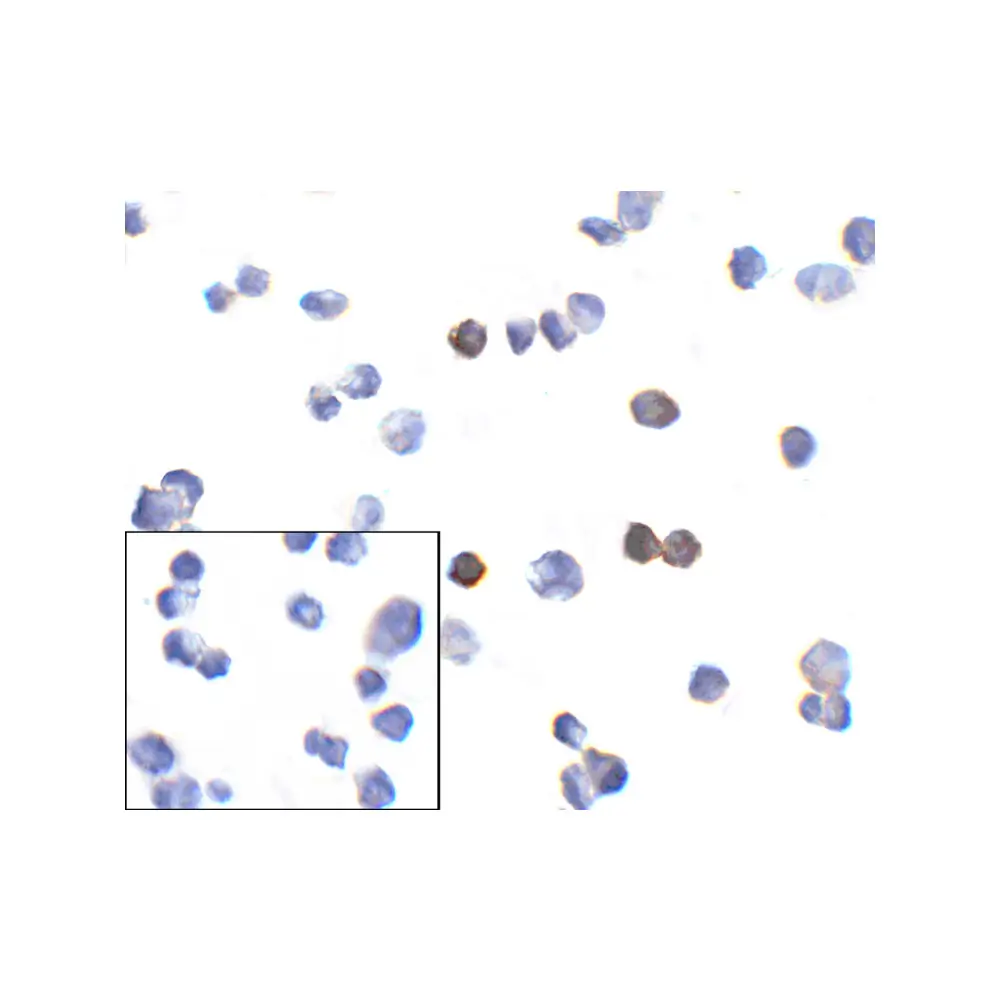 ProSci RF16005_S PD1 Antibody [10B3], ProSci, 0.02 mg/Unit Primary Image