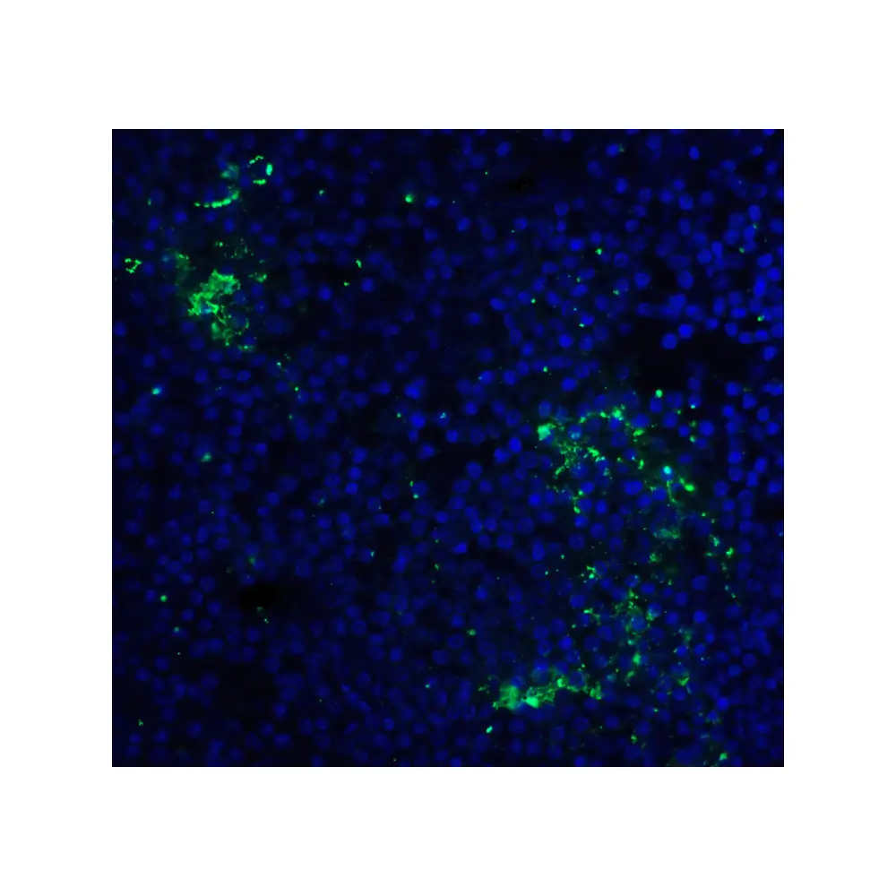 ProSci RF16005_S PD1 Antibody [10B3], ProSci, 0.02 mg/Unit Tertiary Image