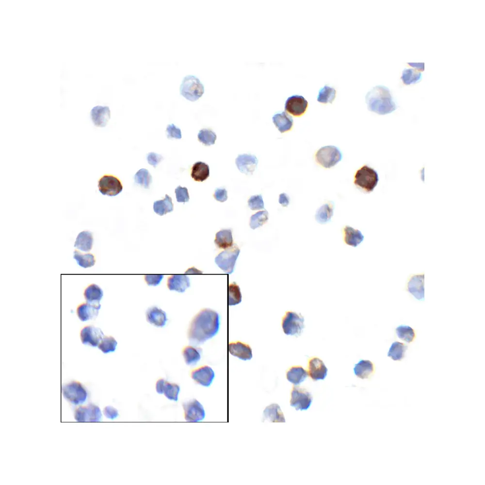 ProSci RF16004_S PD1 Antibody [4C7], ProSci, 0.02 mg/Unit Primary Image
