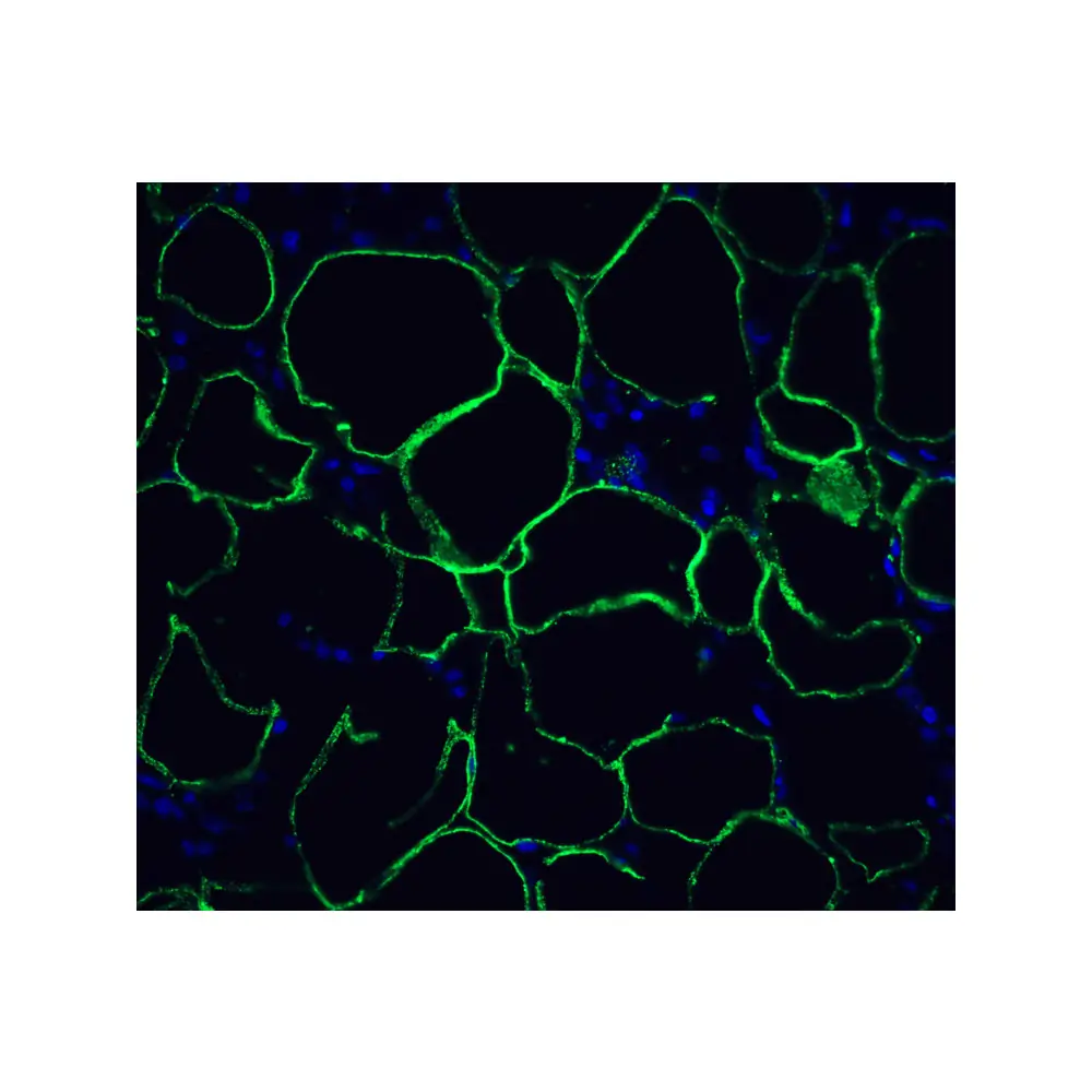 ProSci RF16004_S PD1 Antibody [4C7], ProSci, 0.02 mg/Unit Tertiary Image