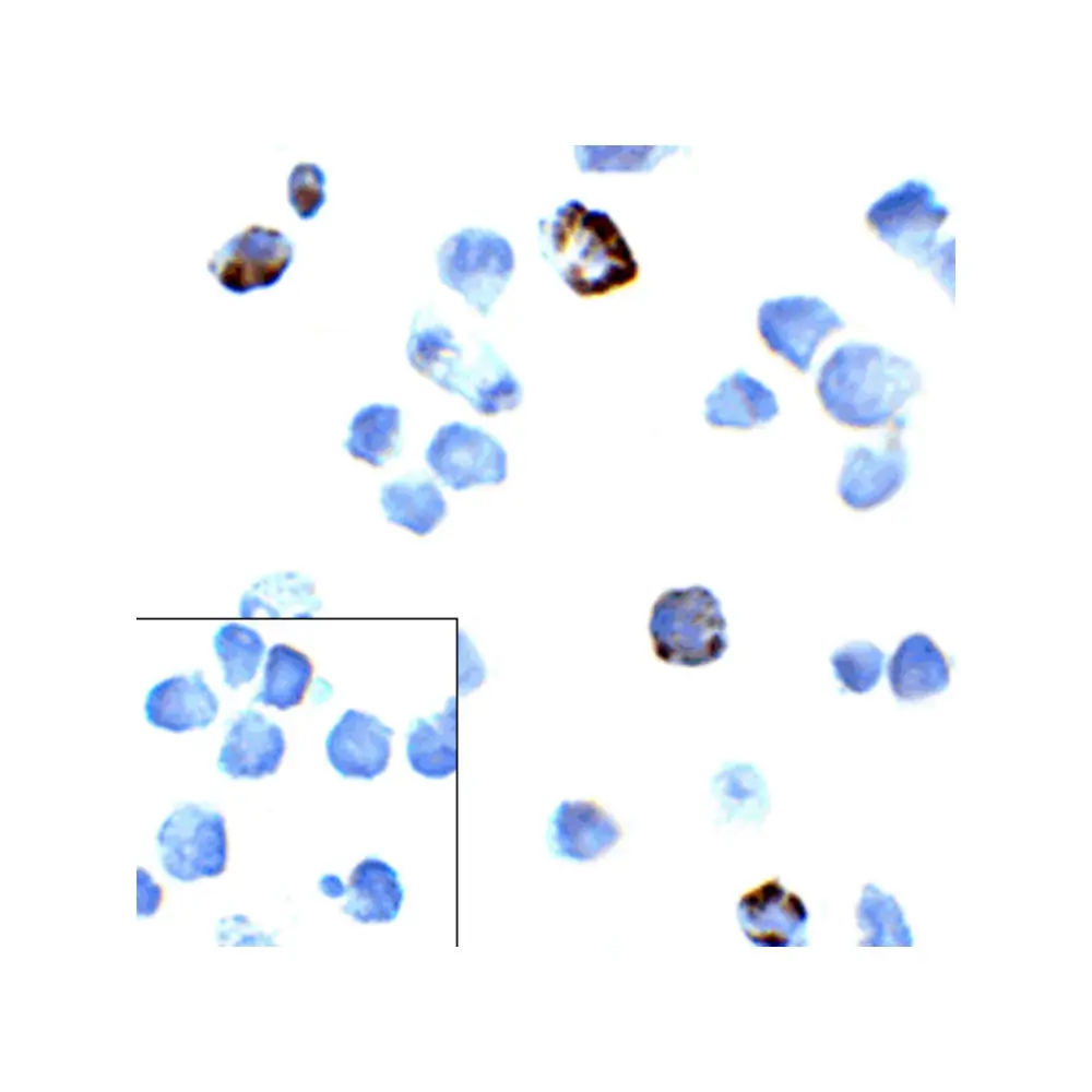 ProSci RF16001_S PD1 Antibody [4D6], ProSci, 0.02 mg/Unit Tertiary Image