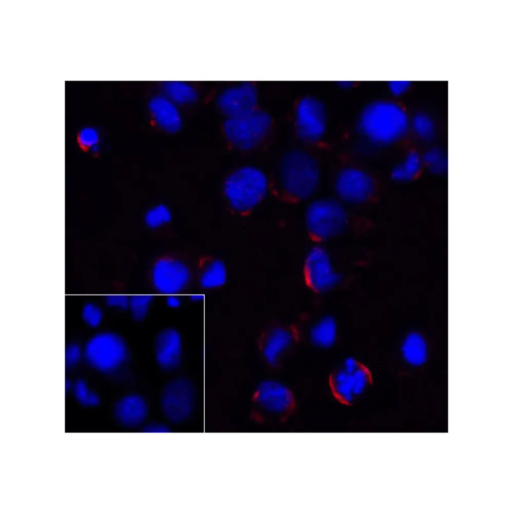 ProSci RF16001_S PD1 Antibody [4D6], ProSci, 0.02 mg/Unit Quaternary Image