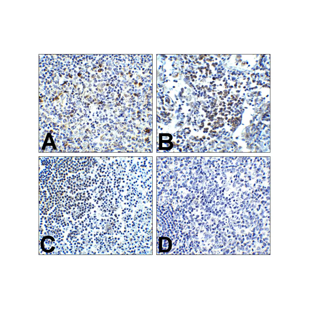 ProSci RF16001_S PD1 Antibody [4D6], ProSci, 0.02 mg/Unit Secondary Image