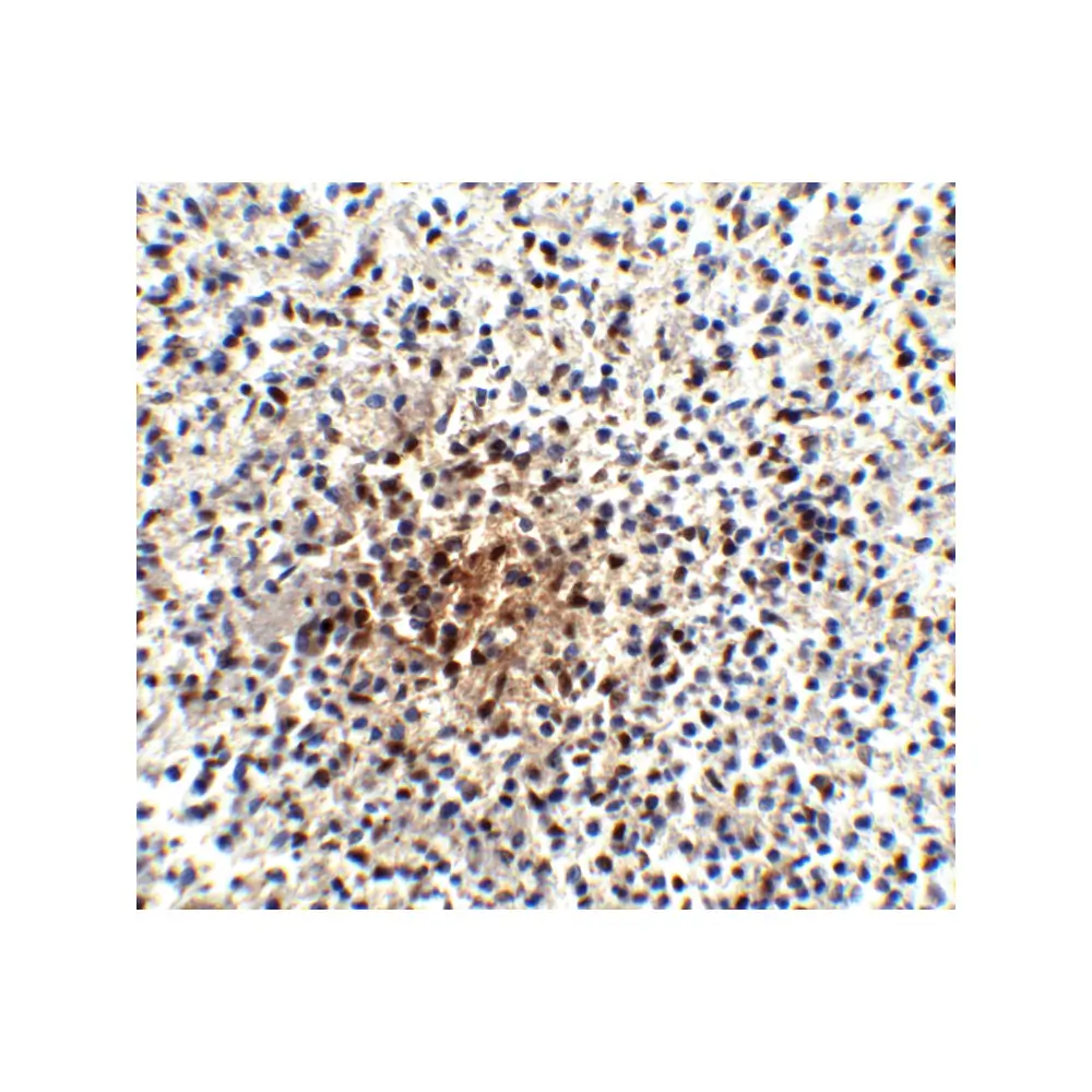 ProSci PM-5177 PD-1 Antibody [7A11B1] , ProSci, 0.1 mg/Unit Quaternary Image