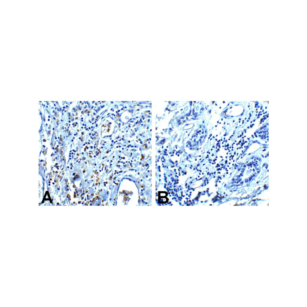 ProSci RF16003_S PD1 Antibody [7H6], ProSci, 0.02 mg/Unit Tertiary Image
