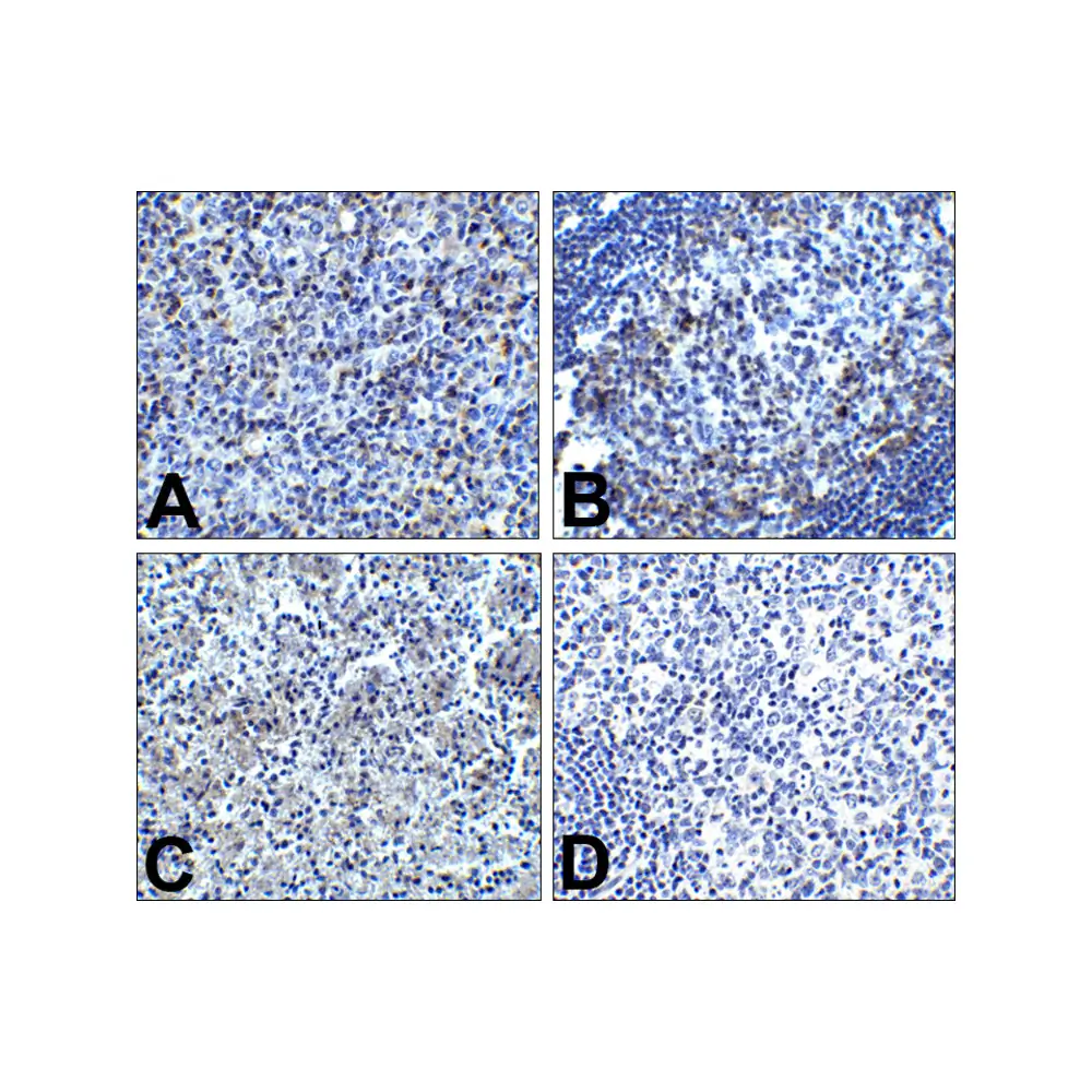 ProSci RF16003_S PD1 Antibody [7H6], ProSci, 0.02 mg/Unit Secondary Image