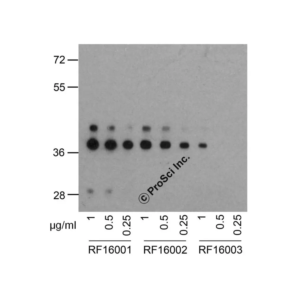 ProSci RF16003_S PD1 Antibody [7H6], ProSci, 0.02 mg/Unit Senary Image