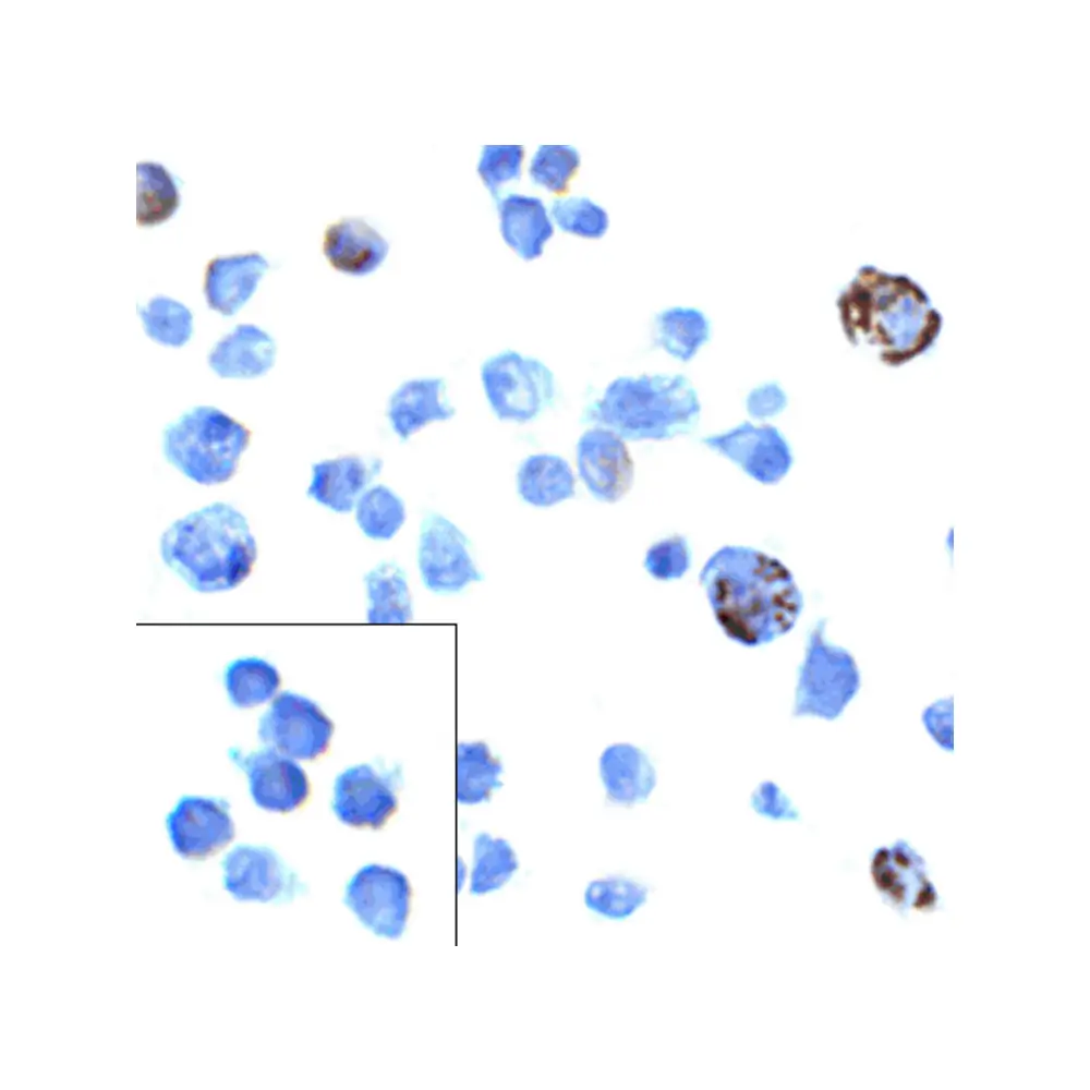 ProSci RF16002_S PD1 Antibody [8A4], ProSci, 0.02 mg/Unit Quaternary Image