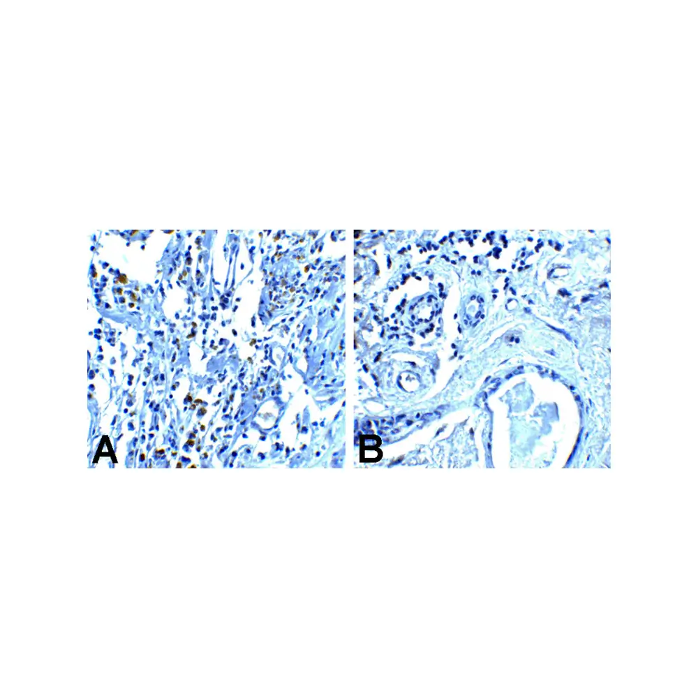 ProSci RF16002_S PD1 Antibody [8A4], ProSci, 0.02 mg/Unit Tertiary Image