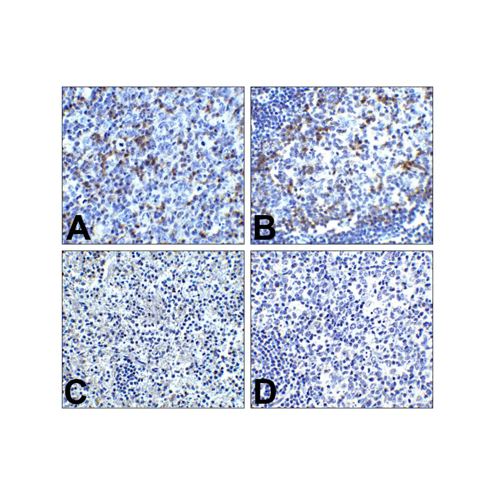 ProSci RF16002_S PD1 Antibody [8A4], ProSci, 0.02 mg/Unit Secondary Image