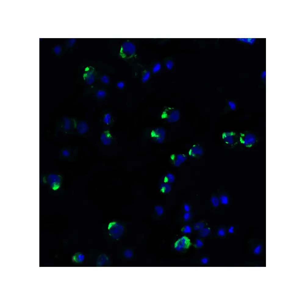 ProSci 4067 PD-1 Antibody, ProSci, 0.1 mg/Unit Tertiary Image