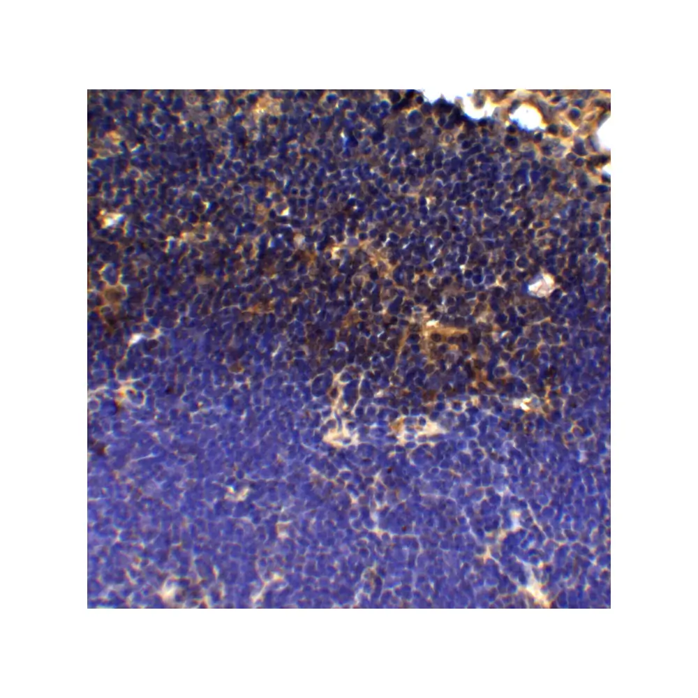 ProSci PM-5179 PD-1 Antibody [12A7D7] , ProSci, 0.1 mg/Unit Tertiary Image