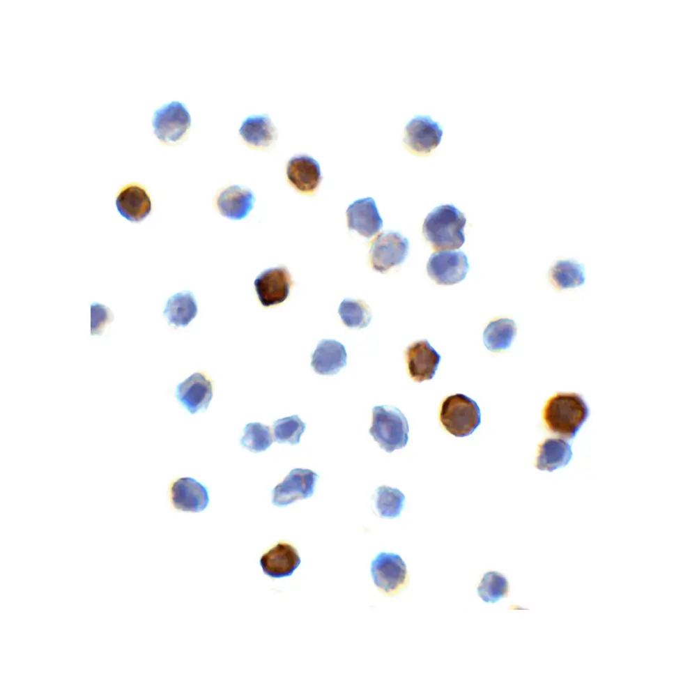 ProSci RF16033 PDL1 Antibody [5H6], ProSci, 0.1 mg/Unit Primary Image