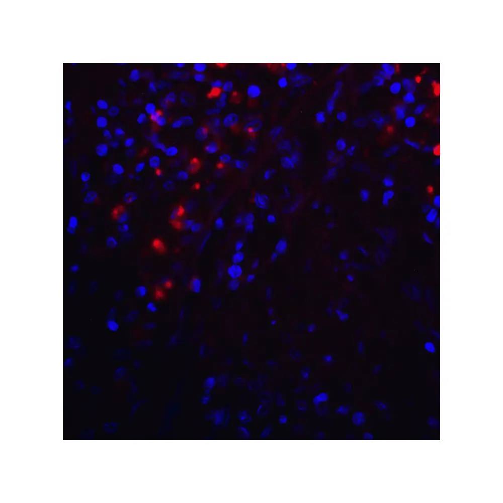 ProSci RF16033 PDL1 Antibody [5H6], ProSci, 0.1 mg/Unit Tertiary Image