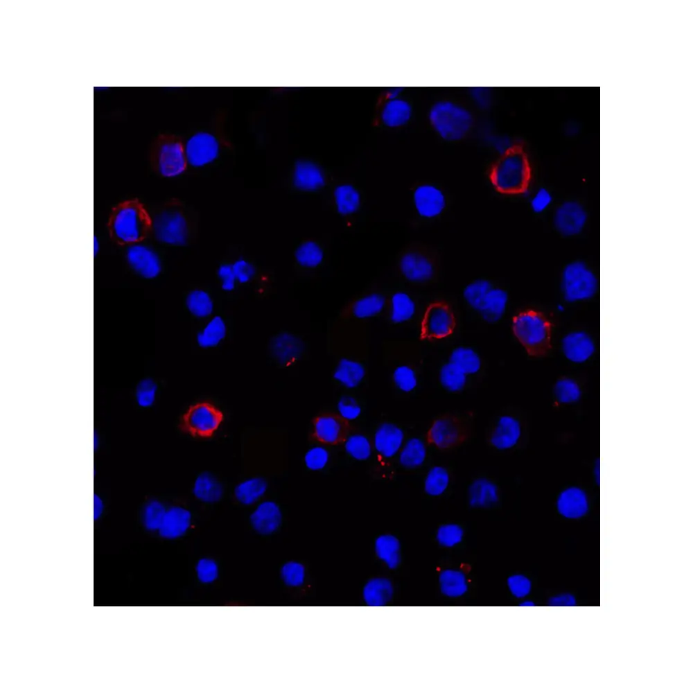 ProSci RF16033_S PDL1 Antibody [5H6], ProSci, 0.02 mg/Unit Secondary Image
