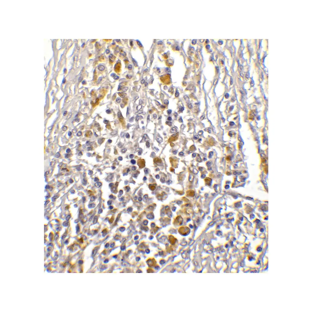 ProSci RF16033 PDL1 Antibody [5H6], ProSci, 0.1 mg/Unit Quaternary Image