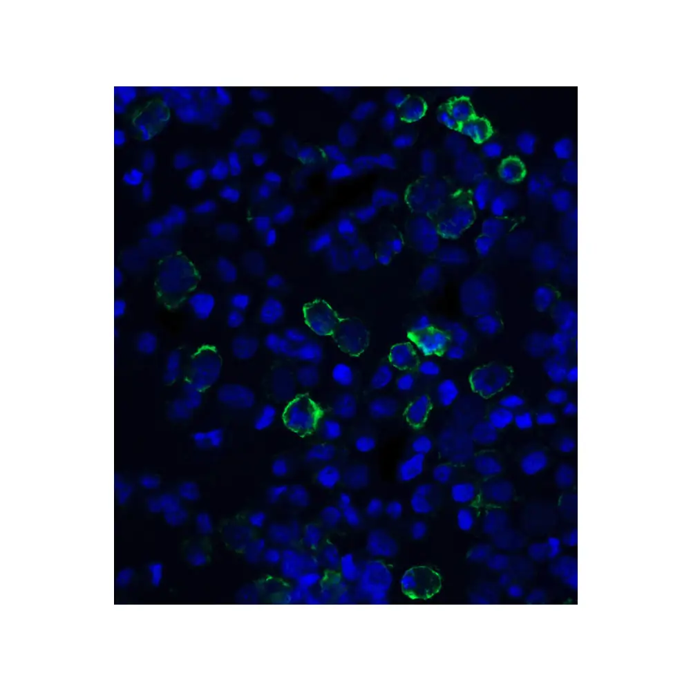 ProSci SD8641 PD-L1 Single Domain Antibody [F2G2], ProSci, 0.1 mg/Unit Secondary Image