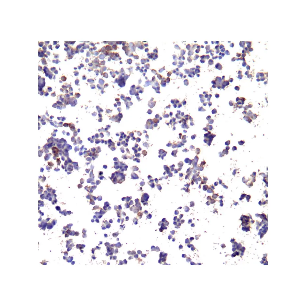 ProSci SD8639 PD-L1 Single Domain Antibody [F6A9], ProSci, 0.1 mg/Unit Secondary Image