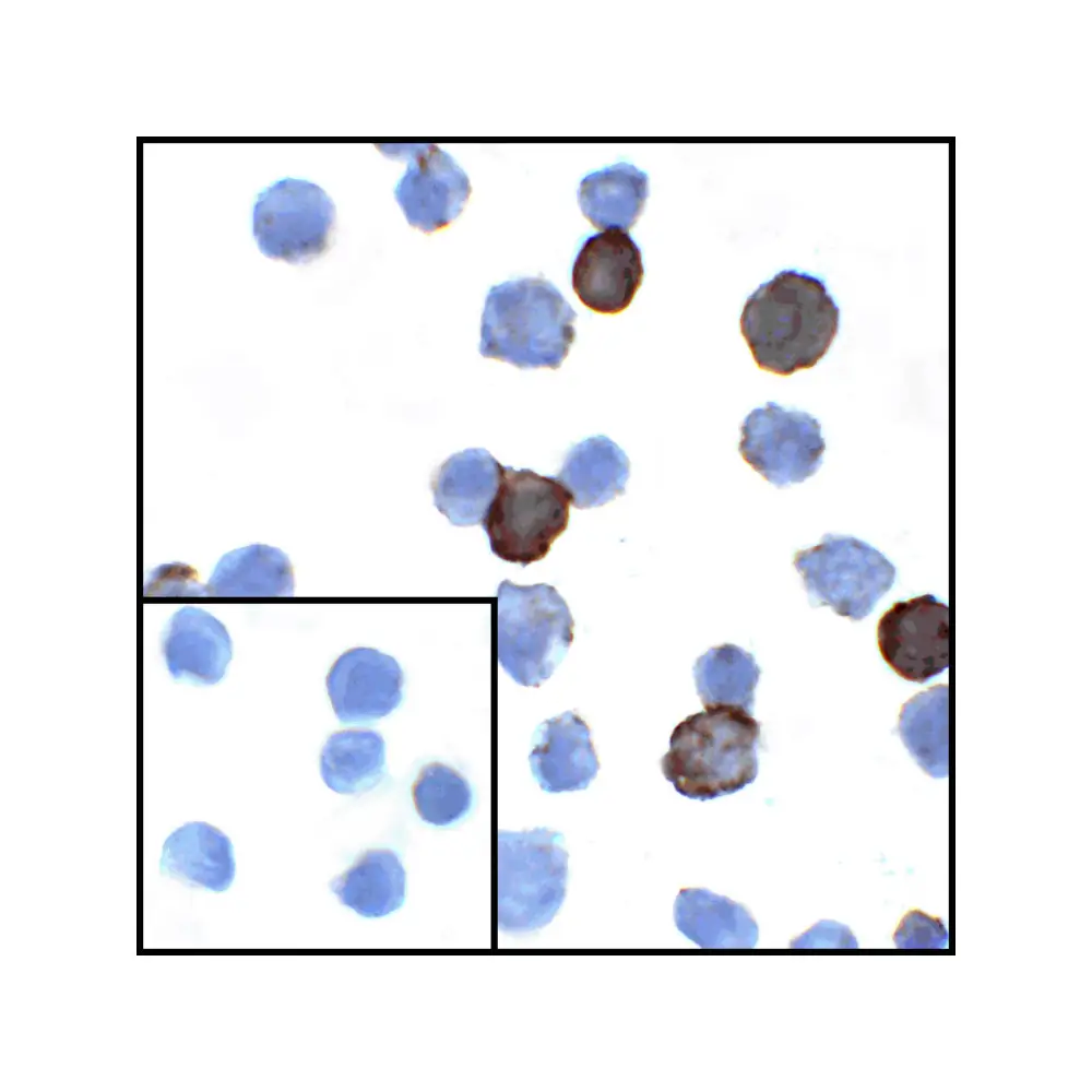 ProSci RF16031 PDL1 Antibody [4F2], ProSci, 0.1 mg/Unit Secondary Image