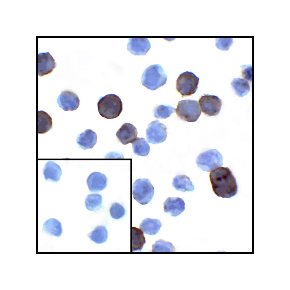ProSci RF16032 PDL1 Antibody [8E12], ProSci, 0.1 mg/Unit Secondary Image