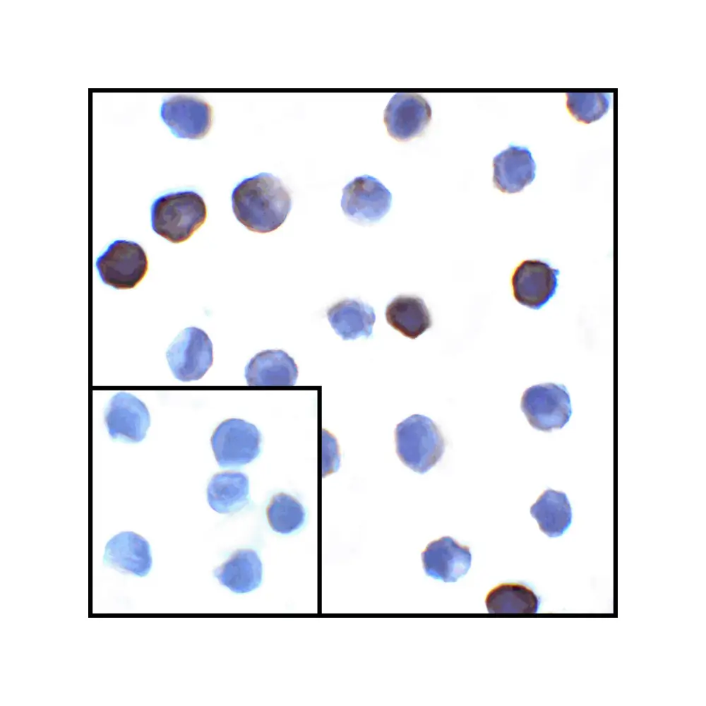 ProSci RF16036_S PDL1 Antibody [2D6], ProSci, 0.02 mg/Unit Secondary Image