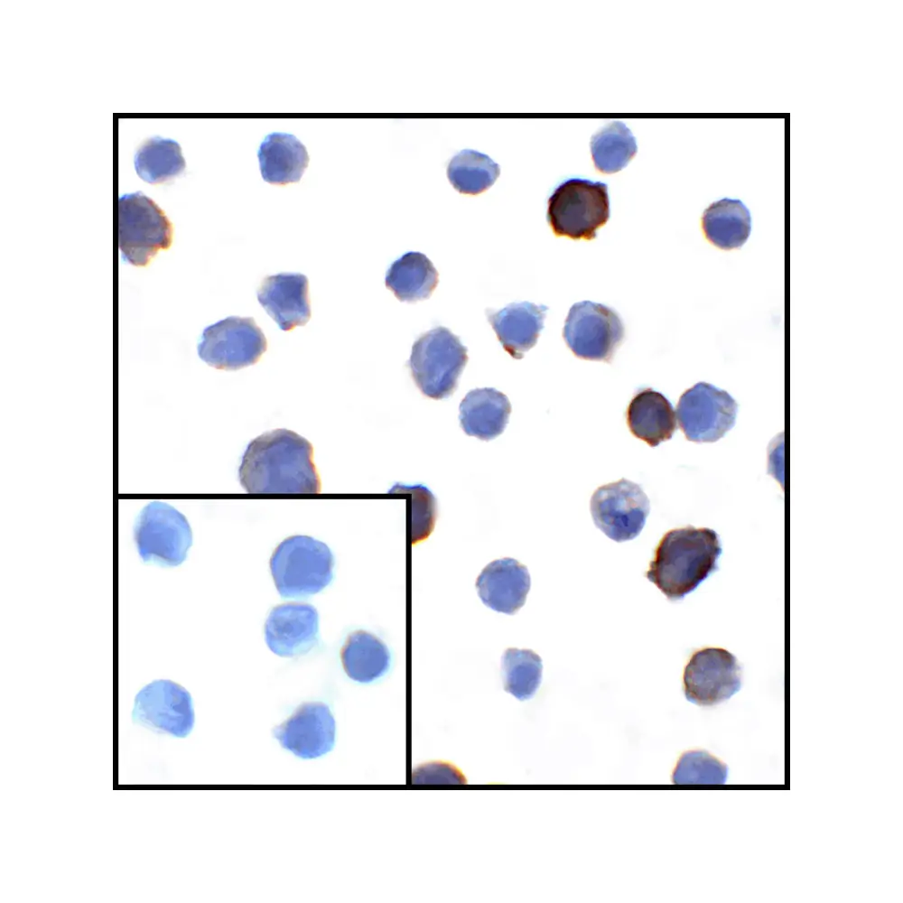 ProSci RF16037 PDL1 Antibody [1F11], ProSci, 0.1 mg/Unit Secondary Image